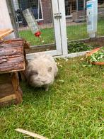 Twee cavia’s (beertjes), Cavia, Mannelijk, December, Tam