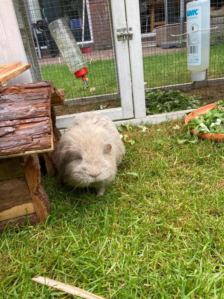 Twee cavia’s (beertjes), Dieren en Toebehoren, Knaagdieren, Mannelijk, Cavia, December, Tam