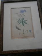 Gekl. gravure Geranium Blue Meadow, mooi lijstje, Ophalen of Verzenden