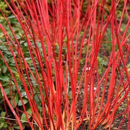 Cornus Alba. Prachtige sierheester met rode takken (winter)., Tuin en Terras, Planten | Tuinplanten, Vaste plant, Overige soorten