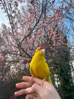 gele meisje kakariki, Dieren en Toebehoren, Vogels | Parkieten en Papegaaien, Papegaai, Vrouwelijk