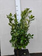 Laurier rotundifolia in verschillende maten tot 200 cm, Laurier, Ophalen of Verzenden