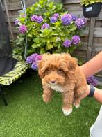 mini maltipoo, Dieren en Toebehoren, Honden | Chihuahua's en Gezelschapshonden, 8 tot 15 weken, Eén hond, Nederland, Particulier