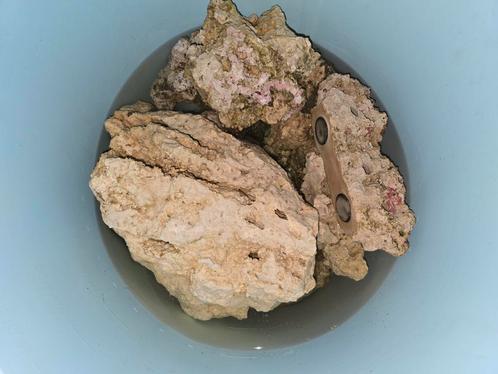 Levend steen, Dieren en Toebehoren, Vissen | Aquaria en Toebehoren, Plant(en), Steen of Hout, Ophalen of Verzenden