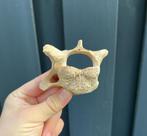 Holenbeer wervel Oostenrijk C5, Ophalen of Verzenden, Mineraal