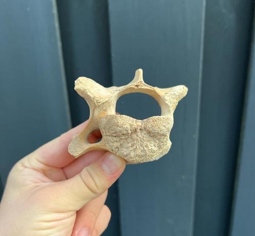 Holenbeer wervel Oostenrijk C5, Verzamelen, Mineralen en Fossielen, Mineraal, Ophalen of Verzenden