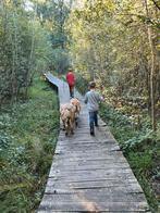 Bosgrond gezocht, zuid Limburg, Ophalen of Verzenden
