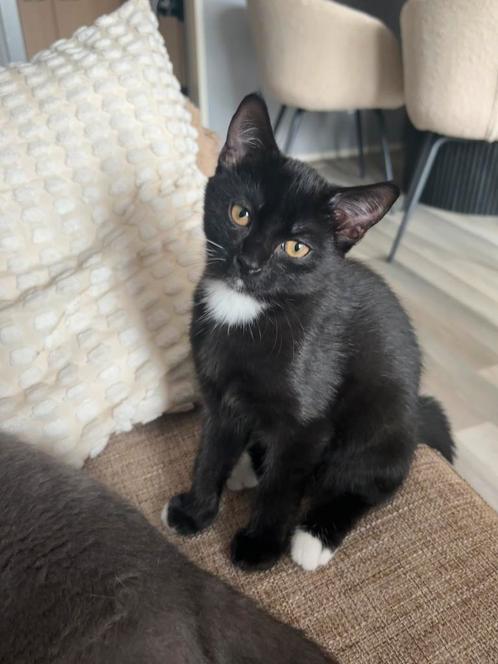 Half Britse korthaar kitten, Dieren en Toebehoren, Katten en Kittens | Dekkaters
