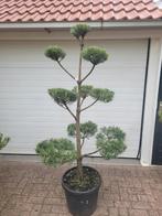 Pinus sylvestris bonzai vormsnoei, Ophalen, Volle zon, Overige soorten