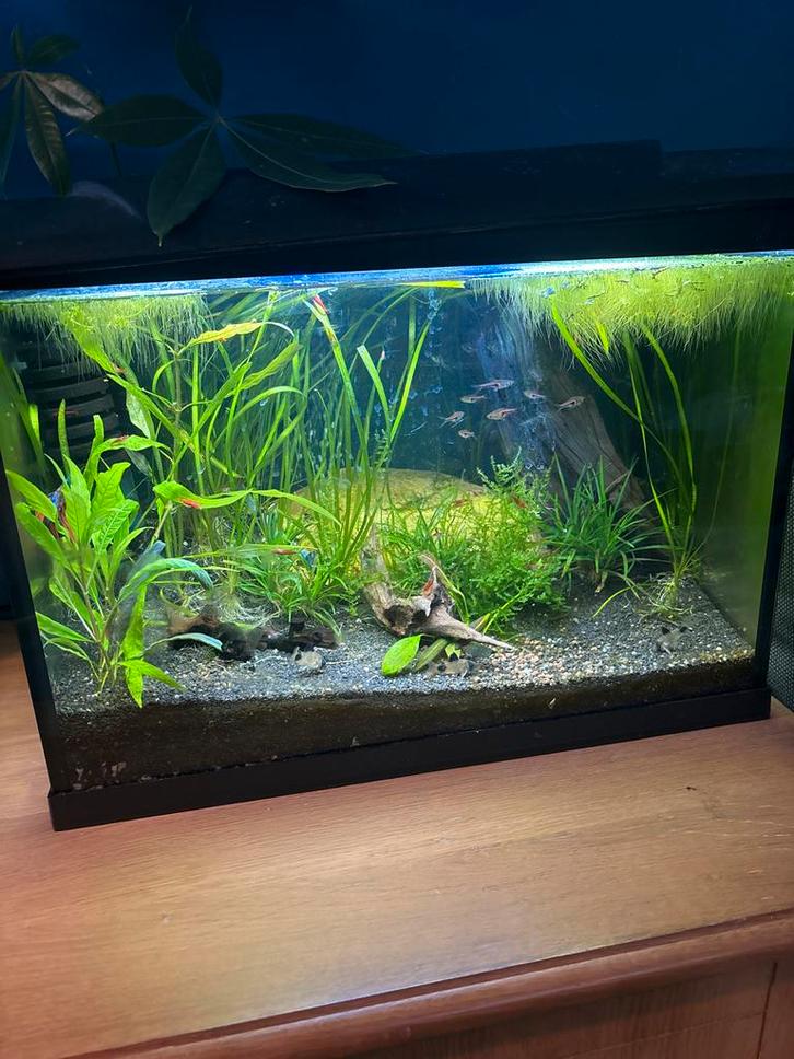 Aquarium van 50l met inhoud, Dieren en Toebehoren, Vissen | Aquaria en Toebehoren, Nieuw, Gevuld zoetwateraquarium, Ophalen