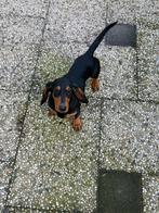 Hele mooie black en tan teckel reu van 5 maanden oud, Dieren en Toebehoren, Honden | Teckels en Dashonden, Particulier, Rabiës (hondsdolheid)