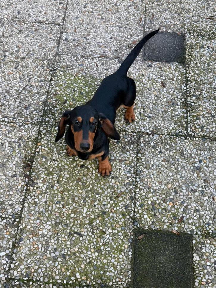 Hele mooie black en tan teckel reu van 5 maanden oud, Dieren en Toebehoren, Honden | Teckels en Dashonden, Reu, Korthaar, Dwerg