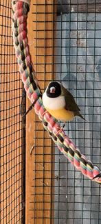 Goulds, Dieren en Toebehoren, Vogels | Overige Vogels, Meerdere dieren, Geringd