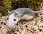 Jonge tamme vrouwtjes ratten (fokker, geen groothandel), Rat, Juli, Vrouwelijk, Tam