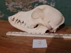 Schedel van een kleine hond met duidelijke onderbeet (2), Ophalen of Verzenden, Hond of Kat, Schedel