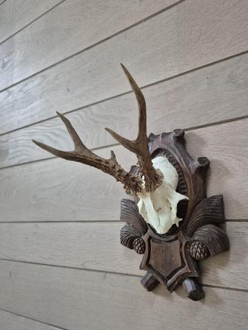 Prachtig Ree Gewei Hand Gestoken Schild Jacht Mancave d79 beschikbaar voor biedingen