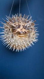 Opgezette Kogelvis - Decoratie, Ophalen of Verzenden