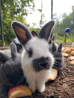 Baby konijntjes, Dieren en Toebehoren, Konijnen, Meerdere dieren, Dwerg