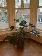 Hele grote, gezonde Philodendron 'Green Beauty' hydrocultuur, Ophalen, 100 tot 150 cm, Overige soorten, Halfschaduw