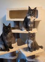 Maine coon kittens, Dieren en Toebehoren, Katten en Kittens | Raskatten | Langhaar, Kater, Gechipt, 0 tot 2 jaar