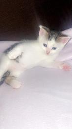 Kittens, Dieren en Toebehoren, Katten en Kittens | Overige Katten, Meerdere dieren, Kortharig, 0 tot 2 jaar