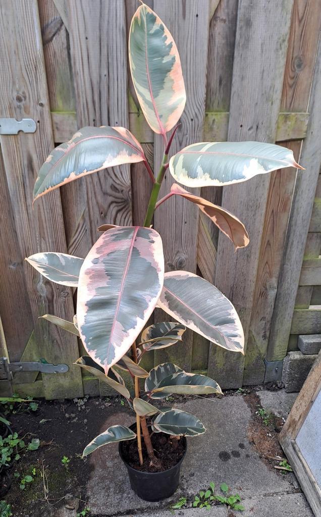 Ficus Tineke 1m hoog prachtige kamerplant🪴OPHALEN🪴, Huis en Inrichting, Kamerplanten, Ficus, 100 tot 150 cm, Groene kamerplant