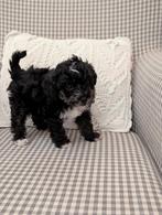 🐾 Unieke YORKIPOO puppy's 🐶🐕, Dieren en Toebehoren, Poedel, Rabiës (hondsdolheid), 8 tot 15 weken, Meerdere