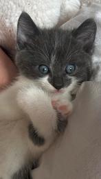 Lieve grijs witte kitten te koop, Dieren en Toebehoren, Katten en Kittens | Raskatten | Korthaar, Kater, Ontwormd