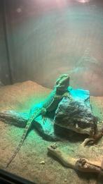 Vrouwtje baardagaam, Dieren en Toebehoren, Reptielen en Amfibieën, Overige soorten, Met terrarium, 0 tot 2 jaar