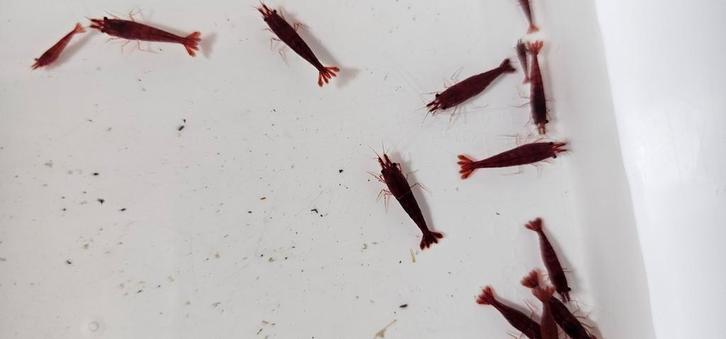 Neocaridina rode garnalen HG, Dieren en Toebehoren, Vissen | Aquariumvissen, Kreeft, Krab of Garnaal