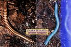 Benoitolus siamensis miljoenpoten / millipedes, Dieren en Toebehoren, Overige soorten