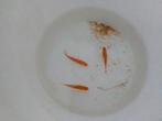 3 goudbarbelen, Vis, Zoetwatervis, Schoolvis
