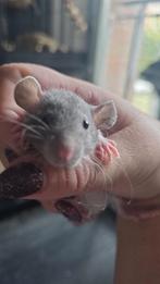 Super lieve tamme baby ratjes/rittens mannetjes ook rex, Dieren en Toebehoren, Knaagdieren, September, Mannelijk, Rat