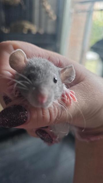 Super lieve tamme baby ratjes/rittens mannetjes ook rex beschikbaar voor biedingen