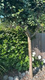 GRATIS bomen snoeien of kappen, Tuin en Terras, Planten | Bomen, Ophalen of Verzenden, Overige soorten