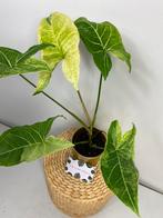 Syngonium Batik Variegata P9 - Sellers Choice, Huis en Inrichting, Kamerplanten, Ophalen of Verzenden, Overige soorten, Minder dan 100 cm
