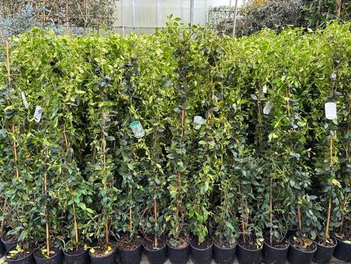 Trachelospermum jasminoides toscaanse jasmijn klimplanten, Tuin en Terras, Planten | Struiken en Hagen, Overige soorten, 100 tot 250 cm