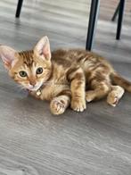 Aanhankelijke kittens Savannah x Cheetoh Mogen Verhuizen, Dieren en Toebehoren, Meerdere dieren, Gechipt, 0 tot 2 jaar