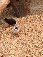 Chinees kwartel Hen, Dieren en Toebehoren, Vrouwelijk