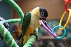 Jonge Baby Zwartkop Caique´s | getest | Speels | Handtam, Dieren en Toebehoren, Vogels | Parkieten en Papegaaien, Meerdere dieren