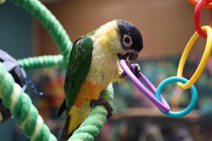 Jonge Baby Zwartkop Caique´s | getest | Speels | Handtam, Dieren en Toebehoren, Vogels | Parkieten en Papegaaien, Papegaai, Meerdere dieren