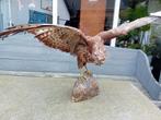 Opgezette buizerd taxidermie, spanwijdte 1 meter!, Verzamelen, Dierenverzamelingen, Ophalen