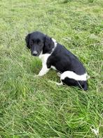 Friese Stabij pup teefje ( Sinne), Dieren en Toebehoren, Honden | Retrievers, Spaniëls en Waterhonden, 15 weken tot 1 jaar, Overige rassen