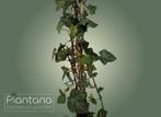 Hedera hibernica (Klimop), Tuin en Terras, Ophalen, Overige soorten, 100 tot 250 cm