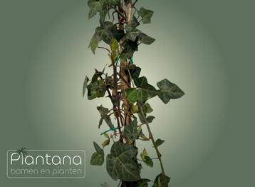Hedera hibernica (Klimop) beschikbaar voor biedingen