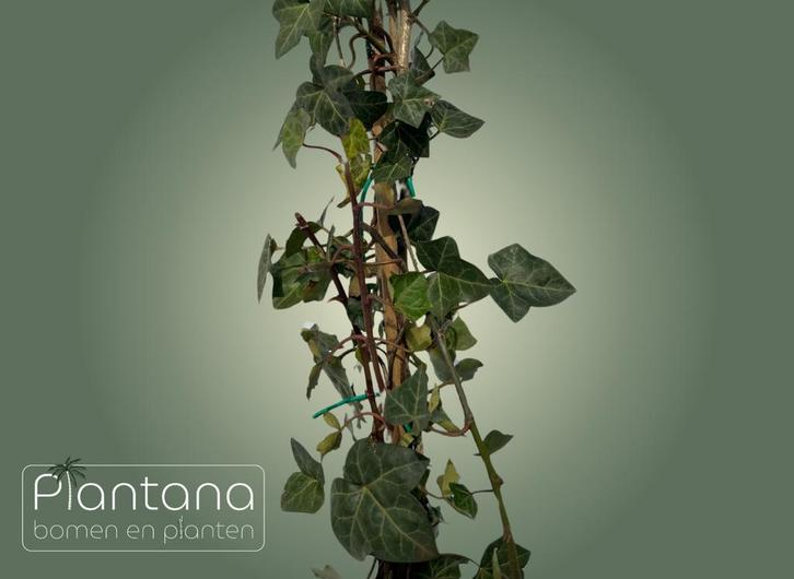 Hedera hibernica (Klimop), Tuin en Terras, Planten | Struiken en Hagen, Overige soorten, 100 tot 250 cm, Ophalen