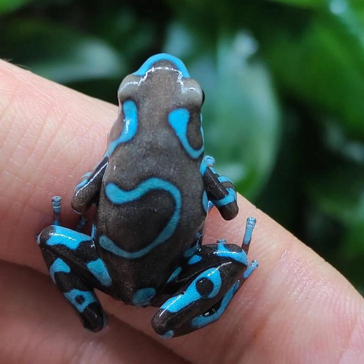 Dendrobates auratus 'Superblue' en vele anderen