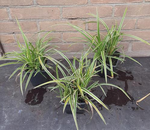 Carex Icedance Irish Green Evergold Siergras, Tuin en Terras, Planten | Tuinplanten, Ophalen