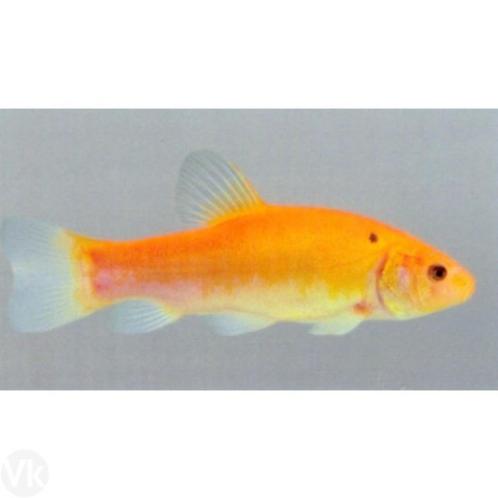 Goudzeelt - Goud Zeelt 10 / 12 cm - Koidreams Valburg, Dieren en Toebehoren, Vissen | Vijvervissen, Karper of Koi