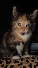 Prachtige kitten half lang haar kruizing  maincoon, Dieren en Toebehoren, Katten en Kittens | Raskatten | Langhaar, Poes